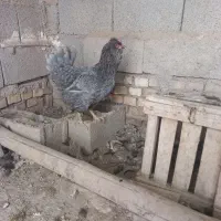 تخم گلین پنگوهنی