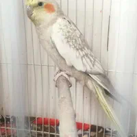 جفت عروس هلندی تک رنگ