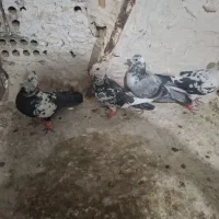 کبوتر پرشی|پرنده|مشهد, سجادیه|دیوار