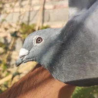 نر آردن معاوضه