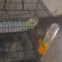 مرغ  عشق|پرنده|اشترینان, |دیوار