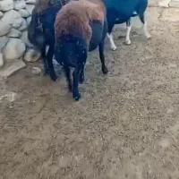 میش بز بره ماده  بزغاله بر قوچی