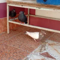 کبوتر رنگی|پرنده|چمستان, |دیوار