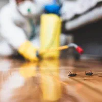 مرکزسم پاشی وضدعفونی سمپاشی تمامی حشرات|خدمات نظافت|کرمانشاه, |دیوار