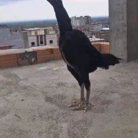 مرغ اوشامو یه تیغ مشکی