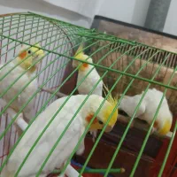 طوطی عروس هلندی لوتینو نر