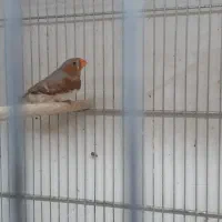 فنچ هاف اورنج اروپایی|پرنده|قم, زنبیل آباد|دیوار