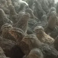 بلدرچین نر و ماده
