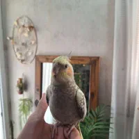 عروس هلندی دستی