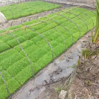 تیم هاشمی درجه یک اصلاح شده