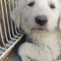 توله نر سفید خالص