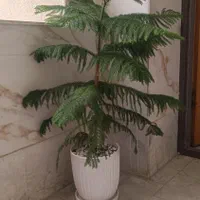 گل مطبق|گل و گیاه طبیعی|کرج, گلستان|دیوار