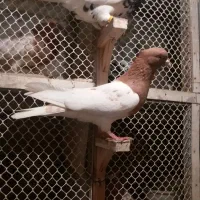 کله|پرنده|مشهد, هفده شهریور|دیوار