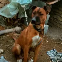 پیتبول ماده با توله‌هاش