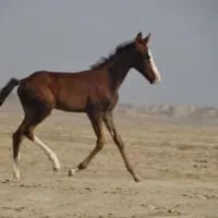 مادیان سه ماهه ترکمن