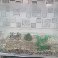 آکواریم ماهی