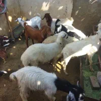 کهره،بره                               شهرک توحید|حیوانات مزرعه|بندرعباس, |دیوار