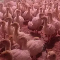 فوش جوجه بوقلمون بیوتی(6)