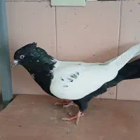 طوقی دمبی زردکرکی هندی سینه ای بوم دورگ غریب|پرنده|نجفآباد, یزدانشهر|دیوار