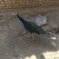 طاوس