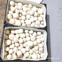 قارچ لوکس ودرجه۳|عمده‌فروشی|کتالم و سادات شهر, |دیوار