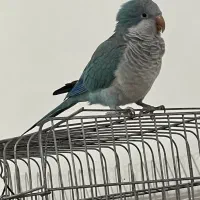 طوطی راحب|پرنده|بندرعباس, |دیوار