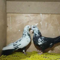 کبوتر. سینه ذغالی. پشت دار. سرخ پرش بالا|پرنده|اصفهان, رهنان|دیوار