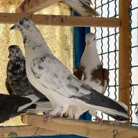 یک عدد جوجه دست پر سیاه کاکلی گم شده