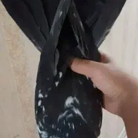 کفتر نر کله ماستی