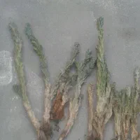 کاکتوس صخره ای|گل و گیاه طبیعی|خوی, |دیوار