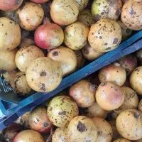 انار ترش آبدار قرمز تحویل رایگان درب منزل