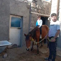 اسب نر 18ماهه