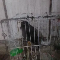 مینا سخنگو معاوضه باسگ نژاددار گرند