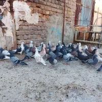 جوجه کبوتر