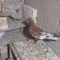 کفتر معاوزه|پرنده|رامشیر, |دیوار