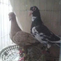 یک جفت دورگ