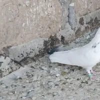 نر و ماده مایه کفتر ،ماده تیدی اصل|پرنده|پیر بکران, |دیوار