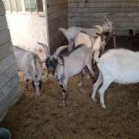 فروش بز و چپیش سانن و دورگ آلپاین