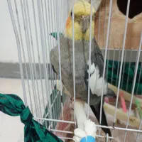 جفت عروس هلندی با3عددجوجه