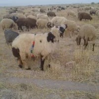 قوچ عربی اصل۵ساله