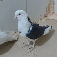 3تا کفتر پرشی دونه ای 200ت|پرنده|قرچک, شهرک طلائیه|دیوار