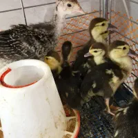 جوجه اردک اسرائیلی و جوجه کوشین