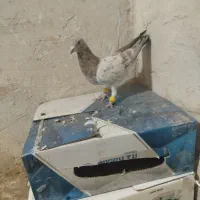 نر هفت رنگ خطی قزوینی|پرنده|رشتخوار, |دیوار