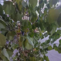 استقدام نیروی خدماتی