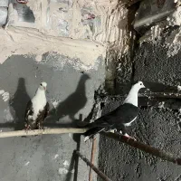 کفتر رنگی