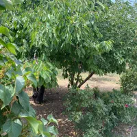 زمین-کشاورزی