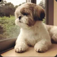 واگذاری توله شیتزو چشم دو رنگ