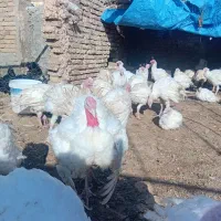 بوقلمون گوشتی