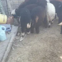 ۶ راس بره ماده چاق برای داشت ودامداری درسربندر|حیوانات مزرعه|بندر ماهشهر, |دیوار