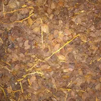 کشمش افتابی